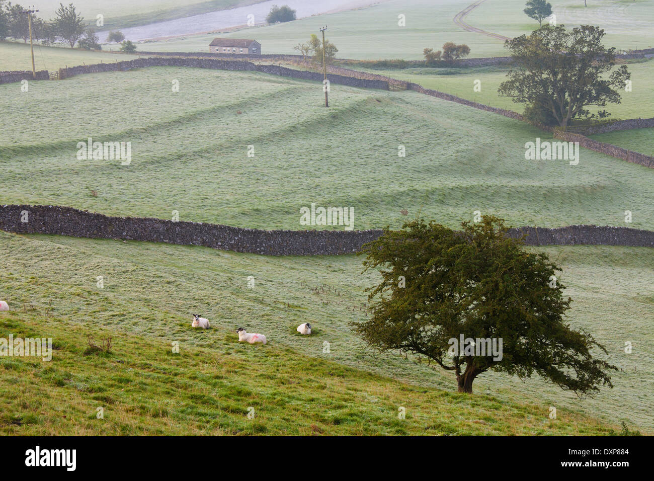 Schafe im Feld, Burnsall, Yorkshire Dales National Park, Vereinigtes Königreich Stockfoto