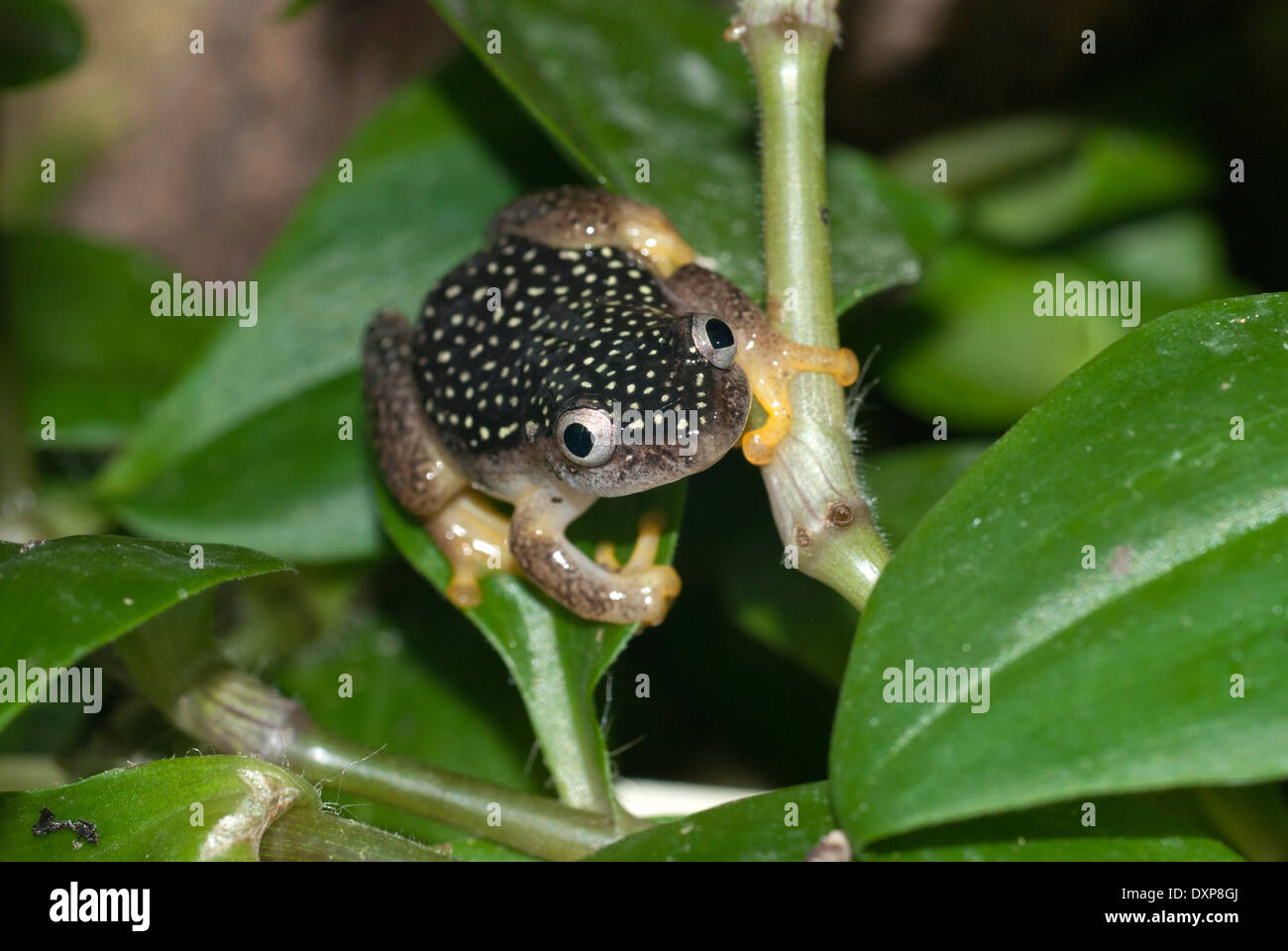 Sternennacht Reed Frosch (Heterixalus Alboguttatus), beliebt in den Haustierhandel Gattung stammt aus Madagaskar Stockfoto