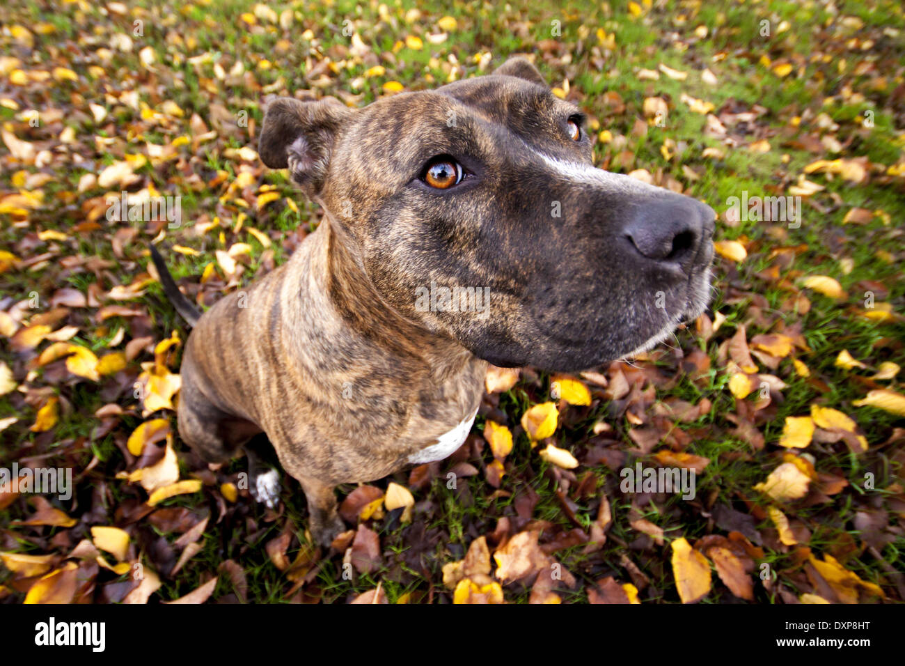 Hundesitting unter gefallenen Herbst Blätter. Stockfoto