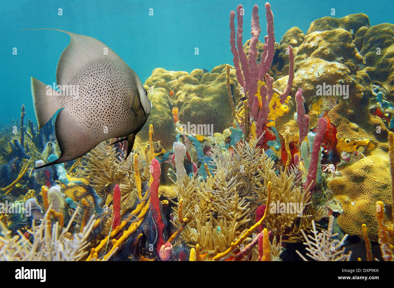 Bunte Unterwasserwelt in einem Korallenriff der Karibik mit einem Kaiserfisch Stockfoto
