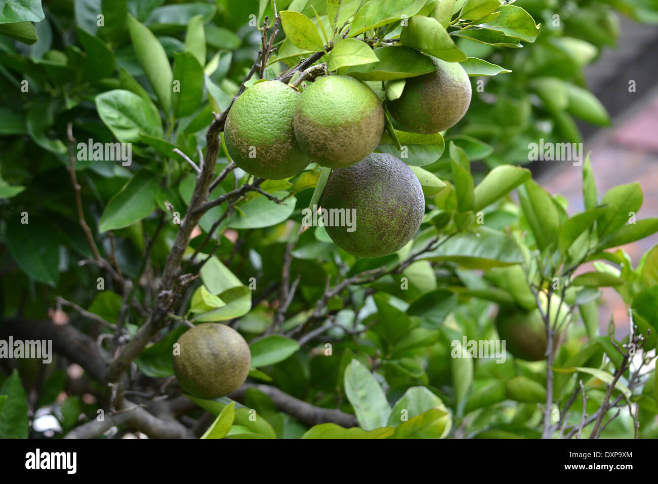 Orangen wachsen auf Baum Stockfoto