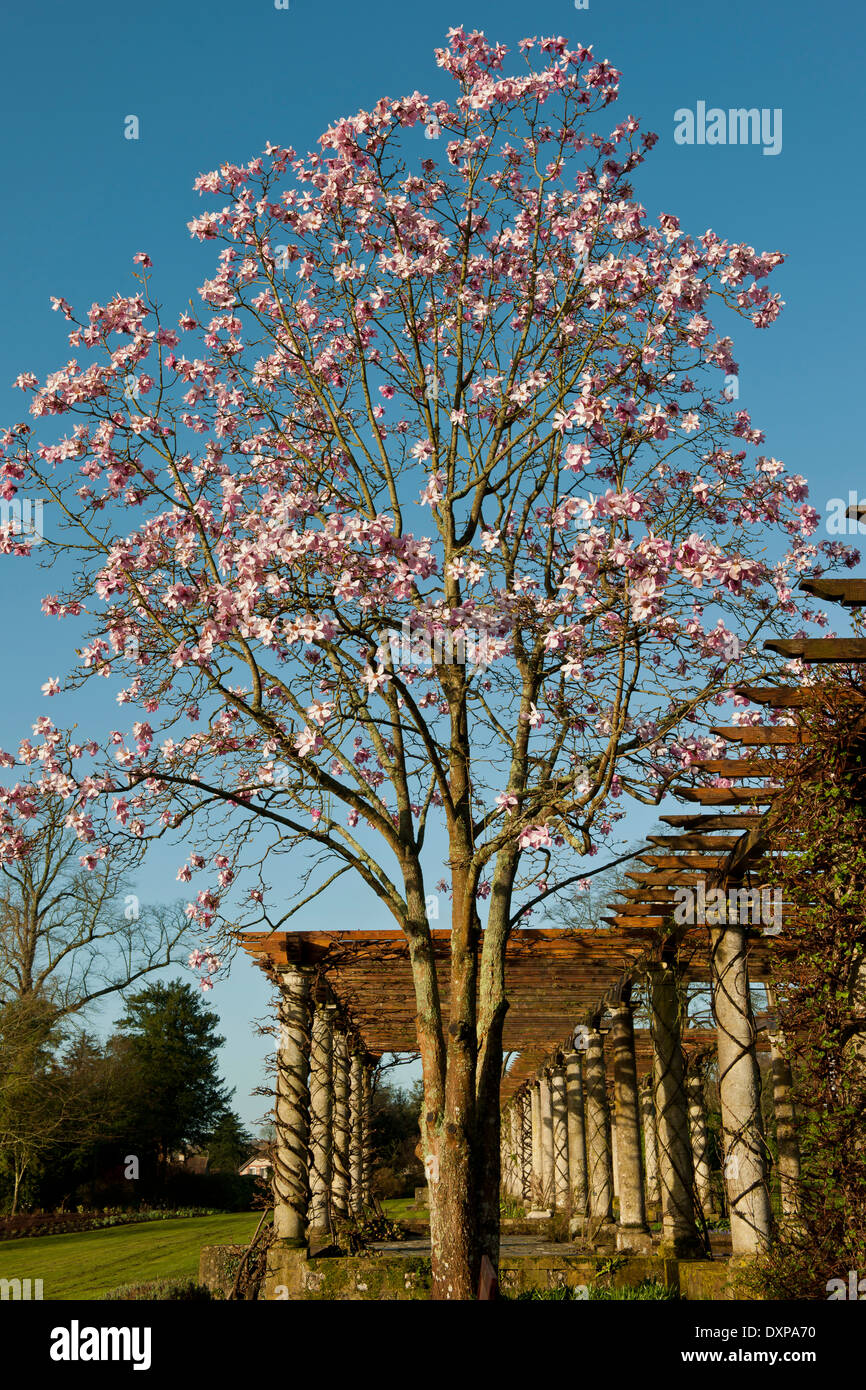 Magnolia X campbellii Diva Stein Pergola Rasen Rasen eingebürgert Frühlingsblume März Gartenpflanze Sonne sonnigen blauen Himmel Stockfoto