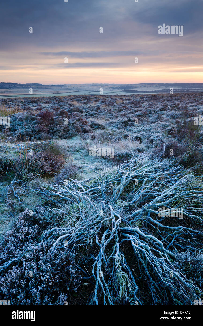 Starkem Frost hebt Heidekraut Zweige am Baslow Rand im Peak District, gefangen in der Morgendämmerung. Stockfoto