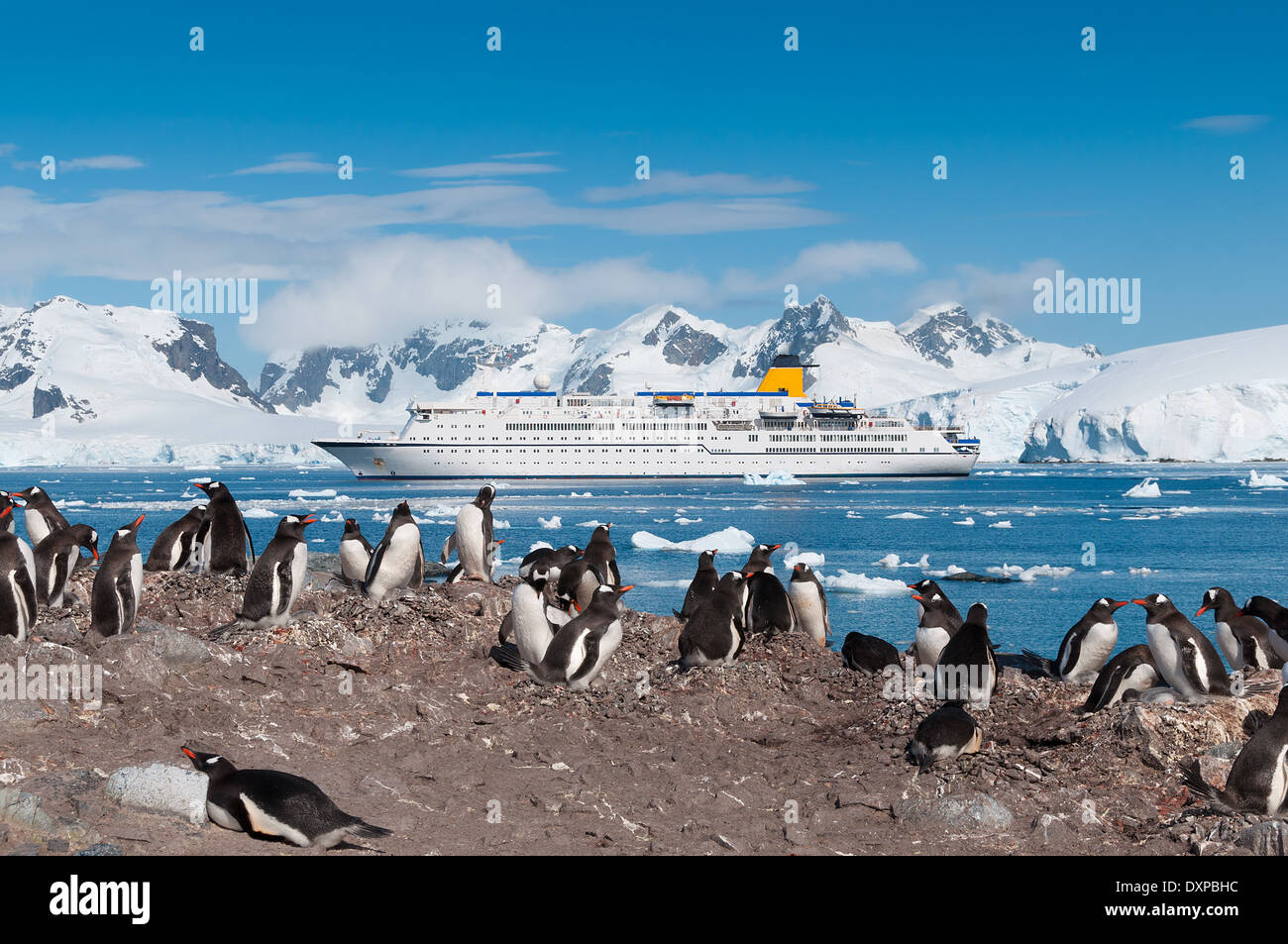 Antarktis Pinguin-Kolonie mit Kreuzfahrtschiff Stockfoto