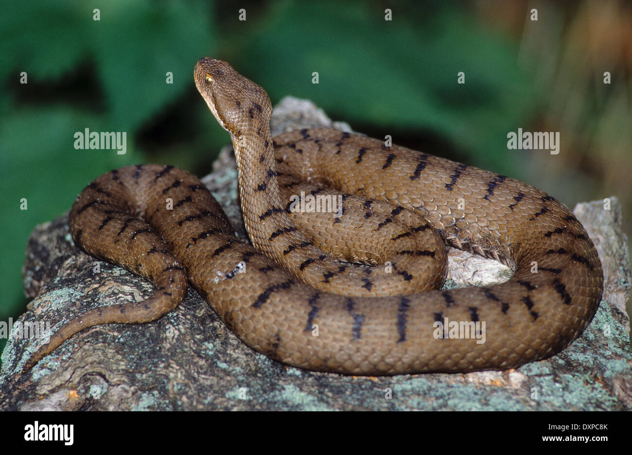 European Asp Snake Aspisviper vipera aspis aspis aspis viper -Fotos und -Bildmaterial in ...