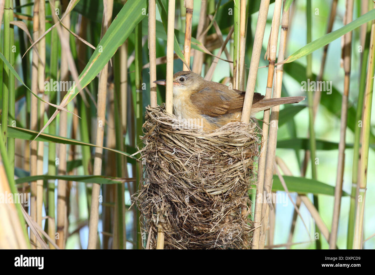 Drosselrohrsänger, Küken, Küken, Drosselrohrsänger, Nest Im Schilf Mit Küken, Drossel-Rohrsänger, Acrocephalus Arundinaceus Stockfoto