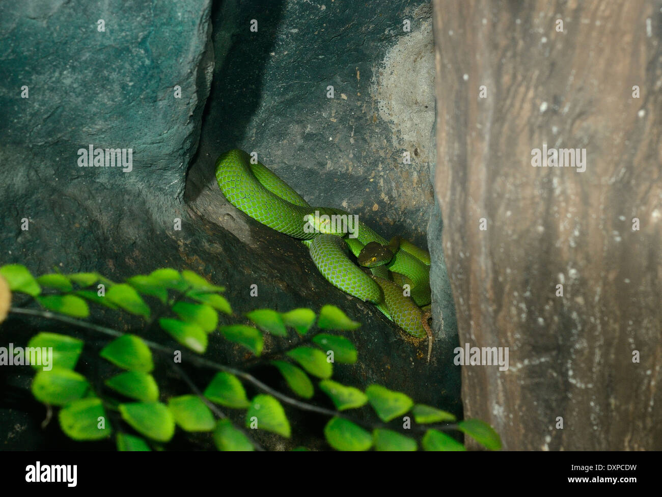 schöne-Weißlippen-Grubenotter (Trimeresurus Albolabris) im terrarium Stockfoto