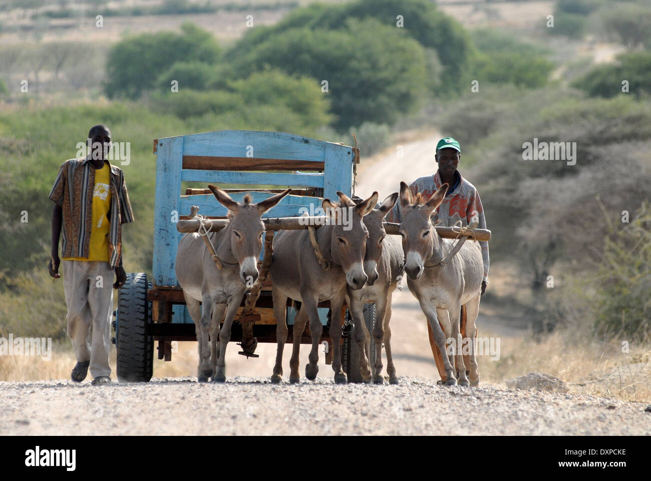 Tansania Shinyanga, Meatu, Bauer Transport landwirtschaftlicher Erzeugnisse mit Eselskarren Stockfoto