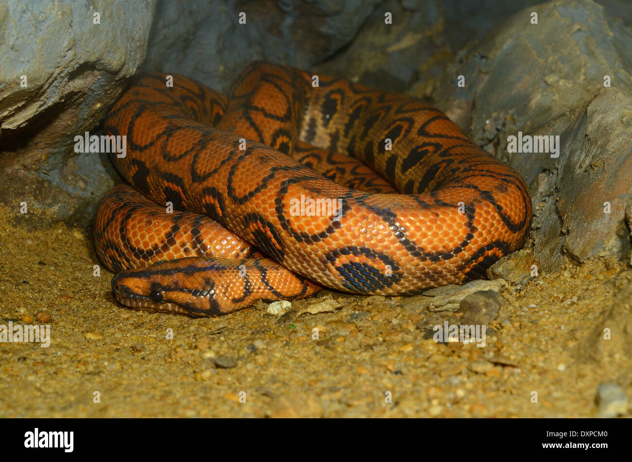 Schöne brasilianischen Rainbow Boa (Epicrates Cenchria) schlafen im terrarium Stockfoto