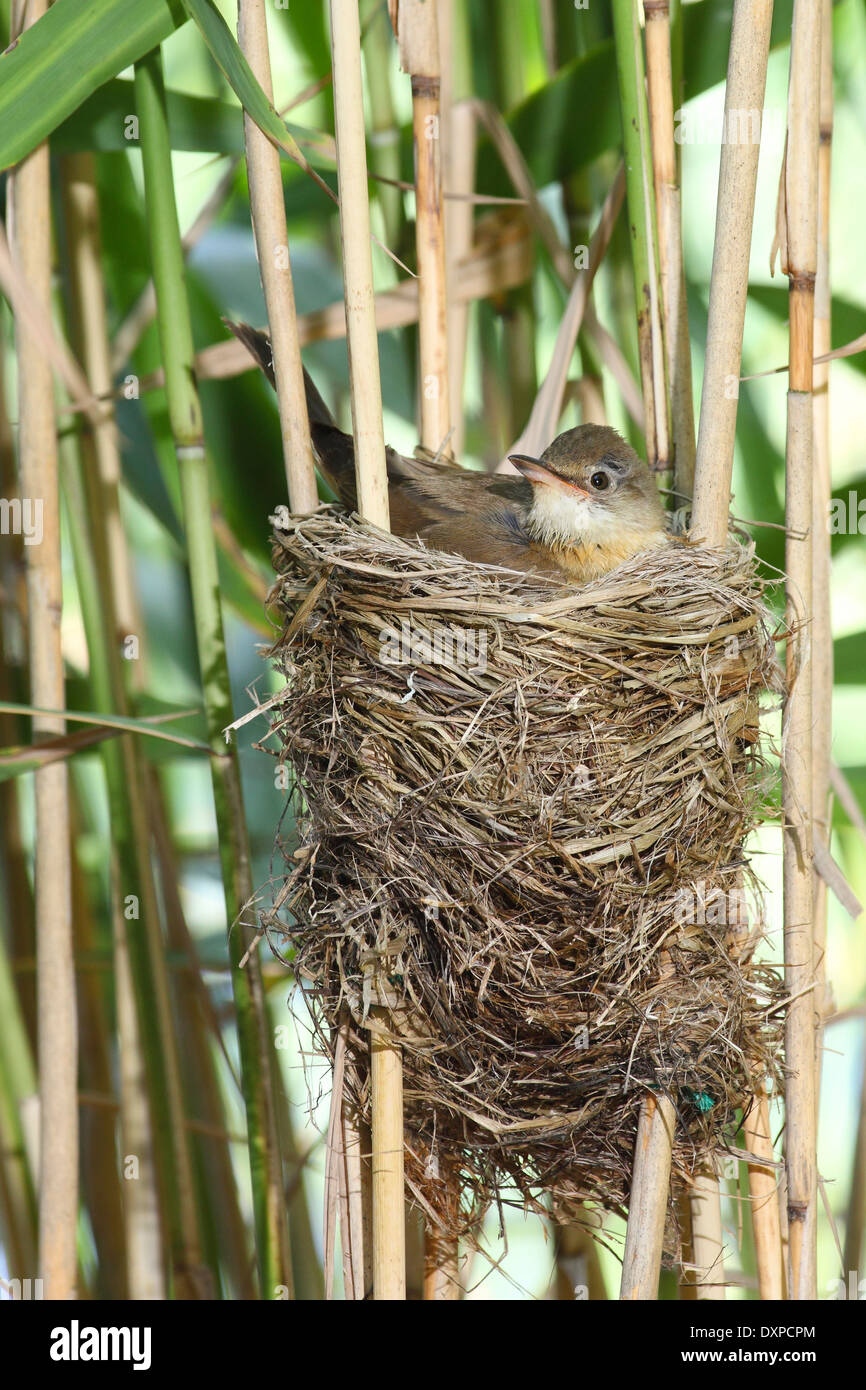 Drosselrohrsänger, Küken, Küken, Drosselrohrsänger, Nest Im Schilf Mit Küken, Drossel-Rohrsänger, Acrocephalus Arundinaceus Stockfoto