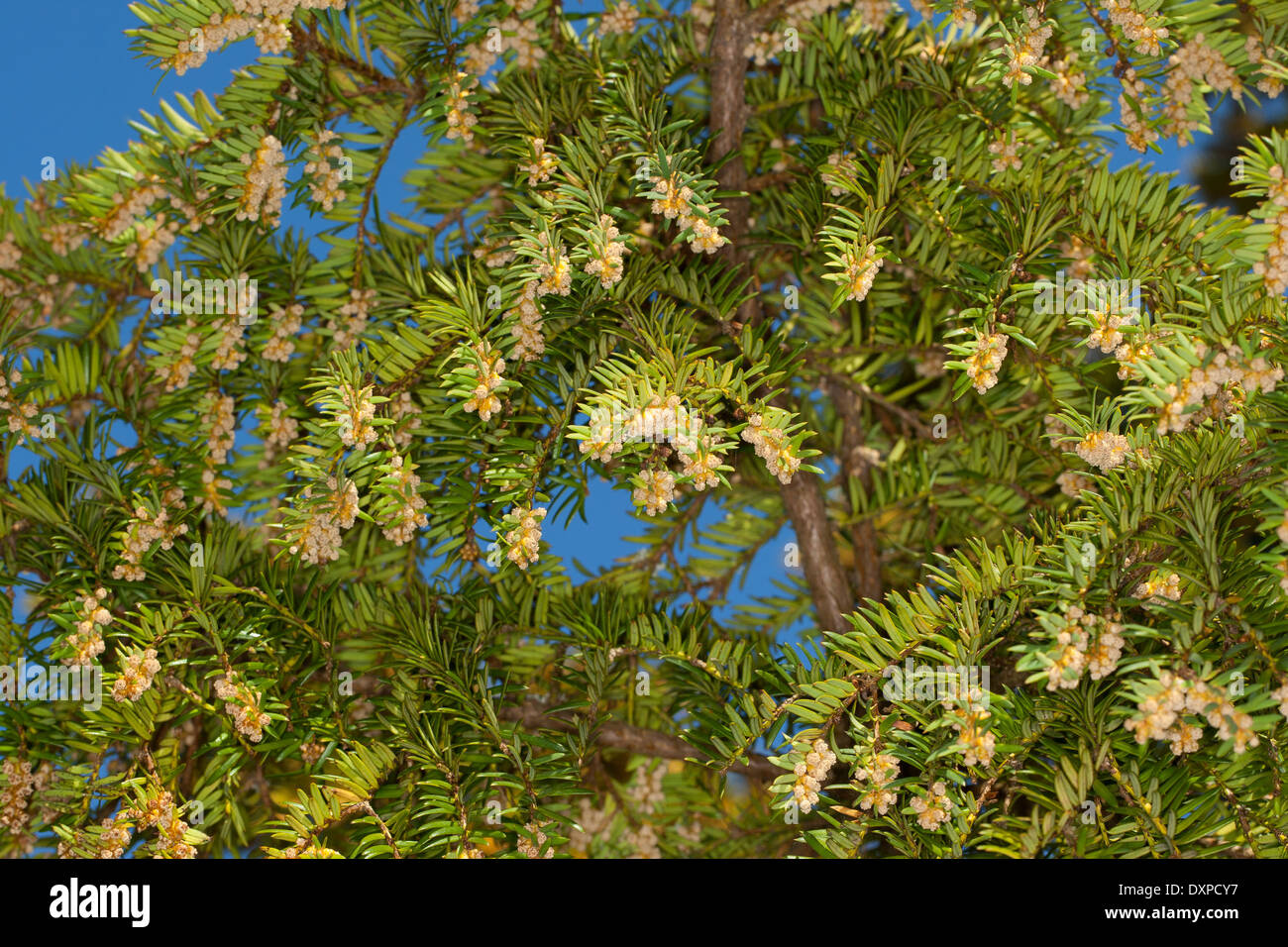 Englische Eibe, Europische Eibe, Gewhnliche Eibe, Beeren-Eibe, Eiben,  Beereneibe, Taxus Baccata, wenn Commun Stockfotografie - Alamy
