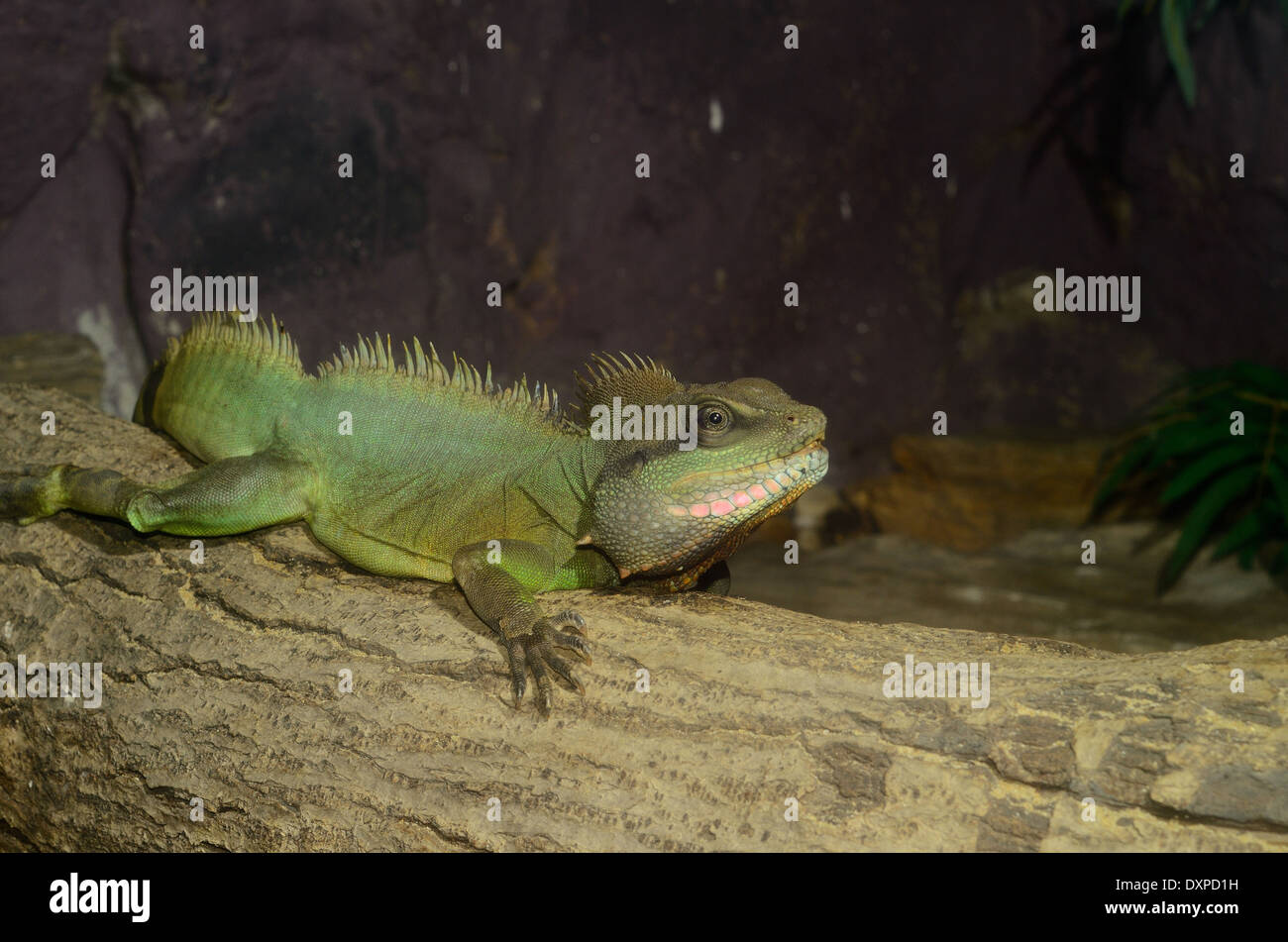 schöne Erwachsene männliche normale Phase chinesischer Wasserdrache (Physignathus Cocincinus) Stockfoto
