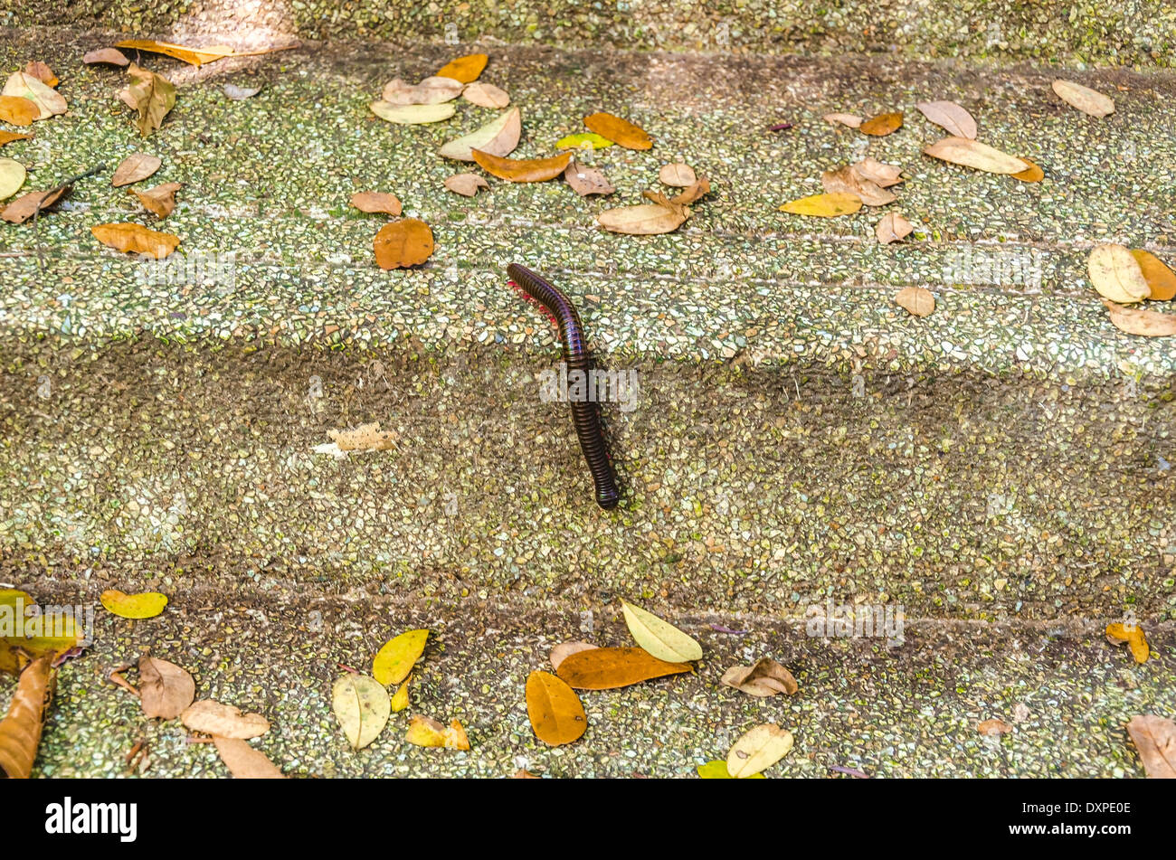 Nahaufnahme von schwarze große Würmer in Thailand, Asien Stockfoto