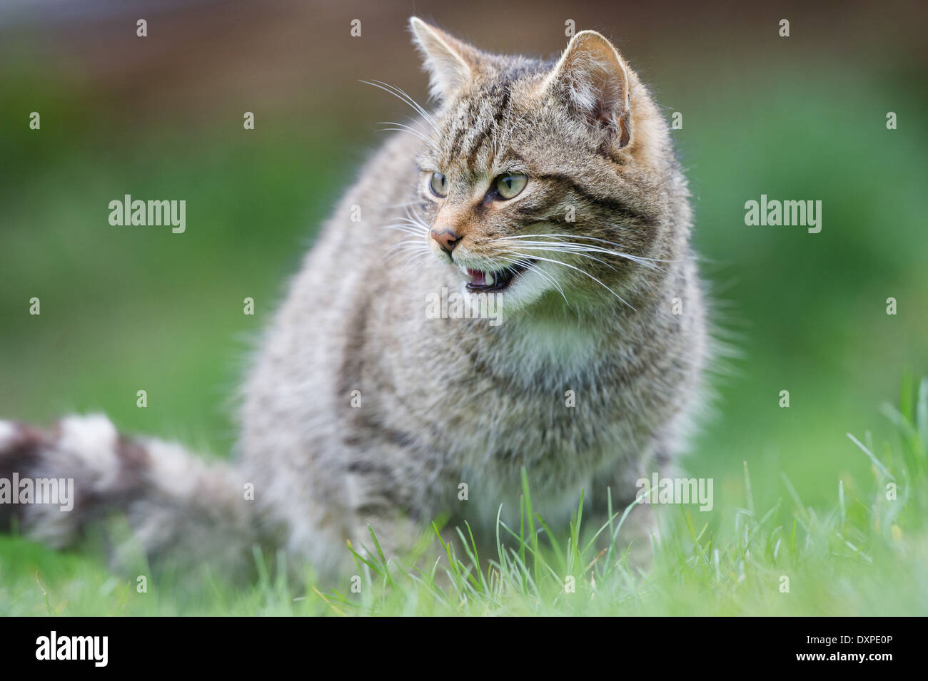 Schottische Wildkatze (Felis Silvestris Grampia) Stockfoto