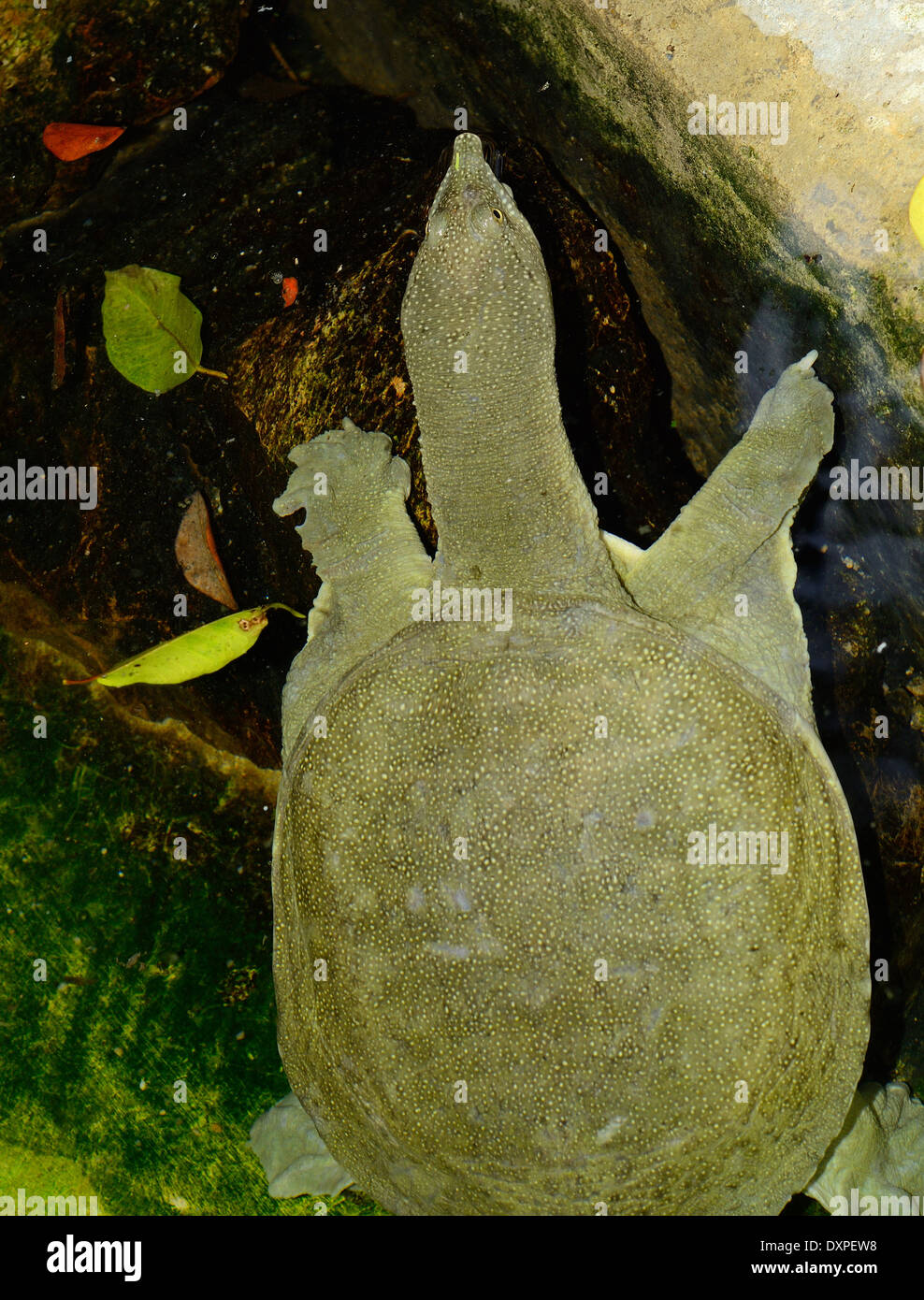 schöne chinesische Softshelled Schildkröte (Pelodiscus Sinensis) im terrarium Stockfoto