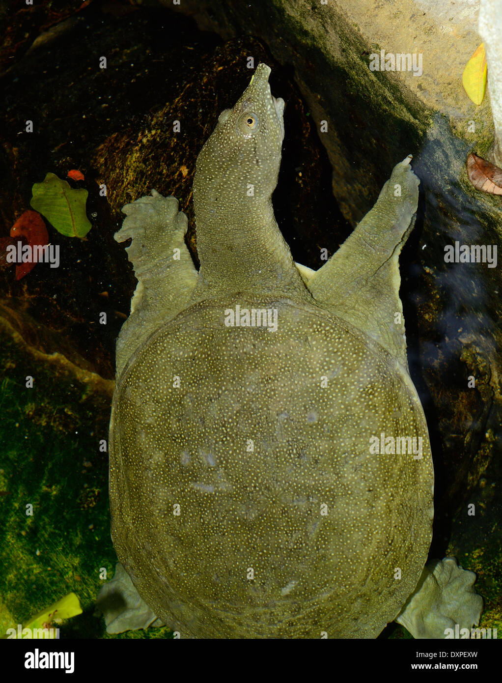 schöne chinesische Softshelled Schildkröte (Pelodiscus Sinensis) im terrarium Stockfoto