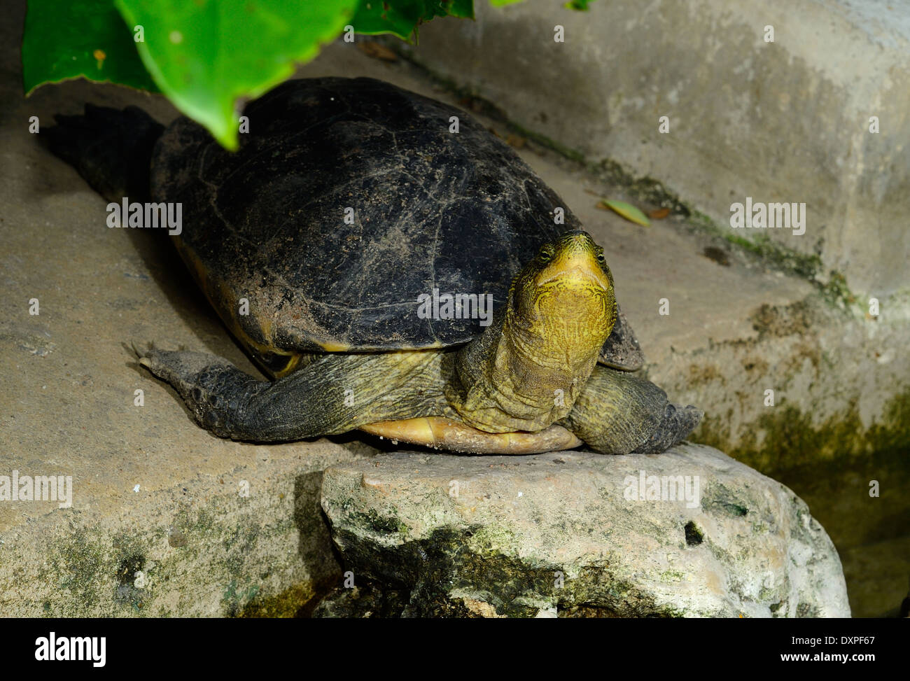 schöne Streifen-necked Terrapin (Cyclemys Tcheponensis) in Thai Tempel Stockfoto
