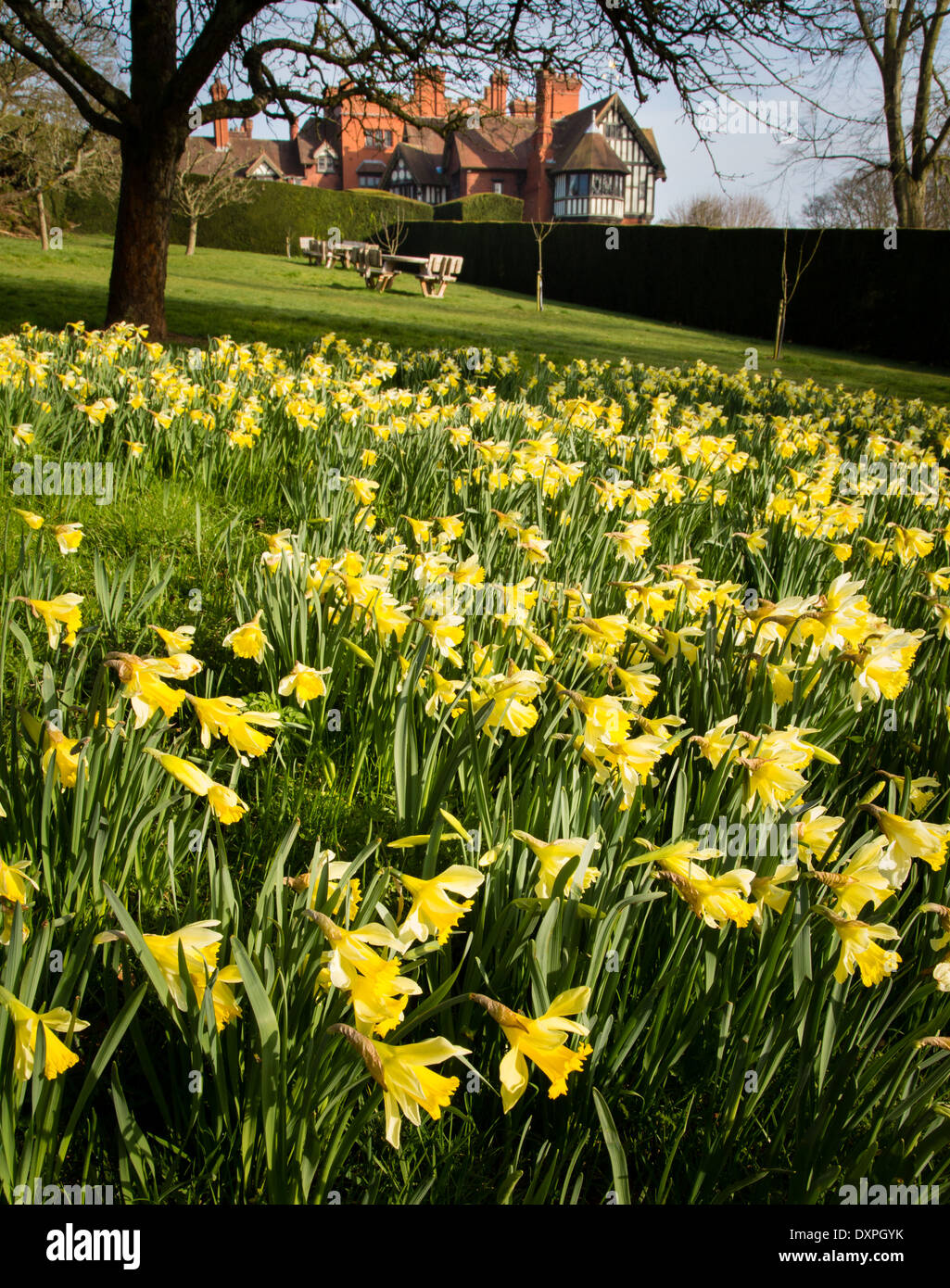 Narzissen im Garten am Wightwick Manor in der Nähe von Wolverhampton UK Stockfoto