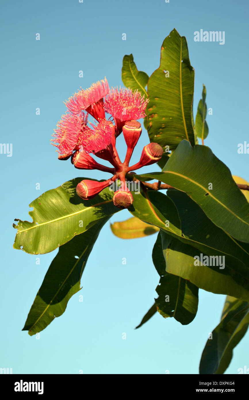 Corymbia Ptychocarpa. Gemeinsamen Namen. Sumpf-Bloodwood Stockfoto