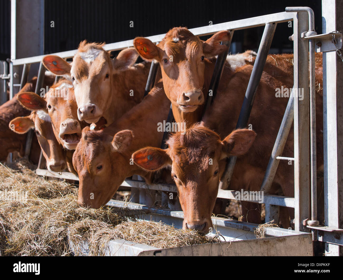 Guernsey Rinder im Stall Stockfoto