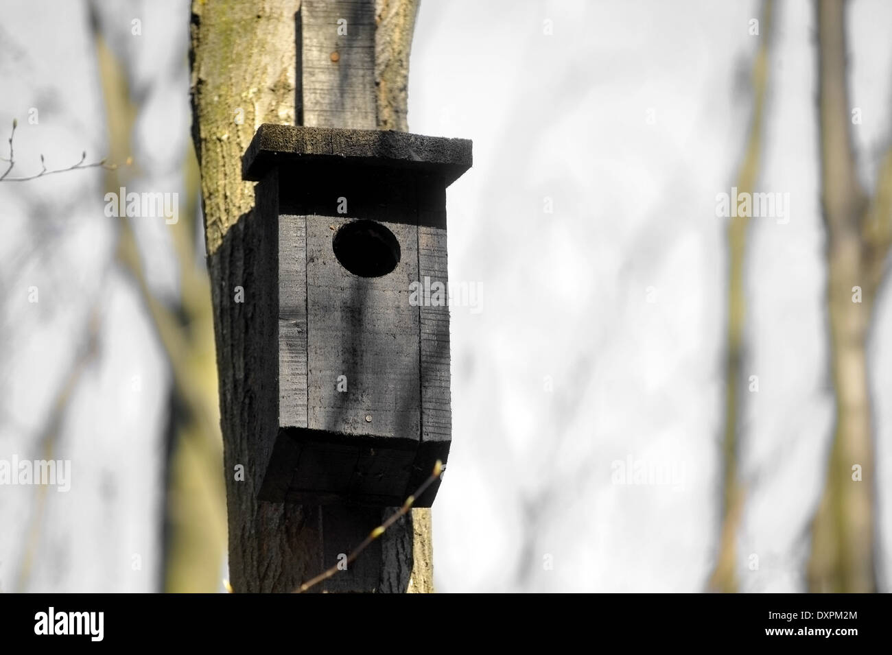 Schwarzes Holz Vogelhaus auf einem Baum im Wald Stockfoto