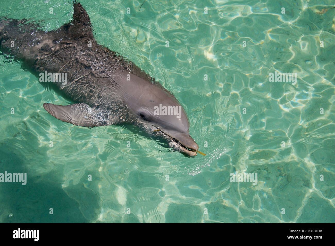 Honduras, Honduras Bay Islands Roatan. Anthonys Key, der Große Tümmler (Tursiops Truncatus) aka Schweinswal. Stockfoto