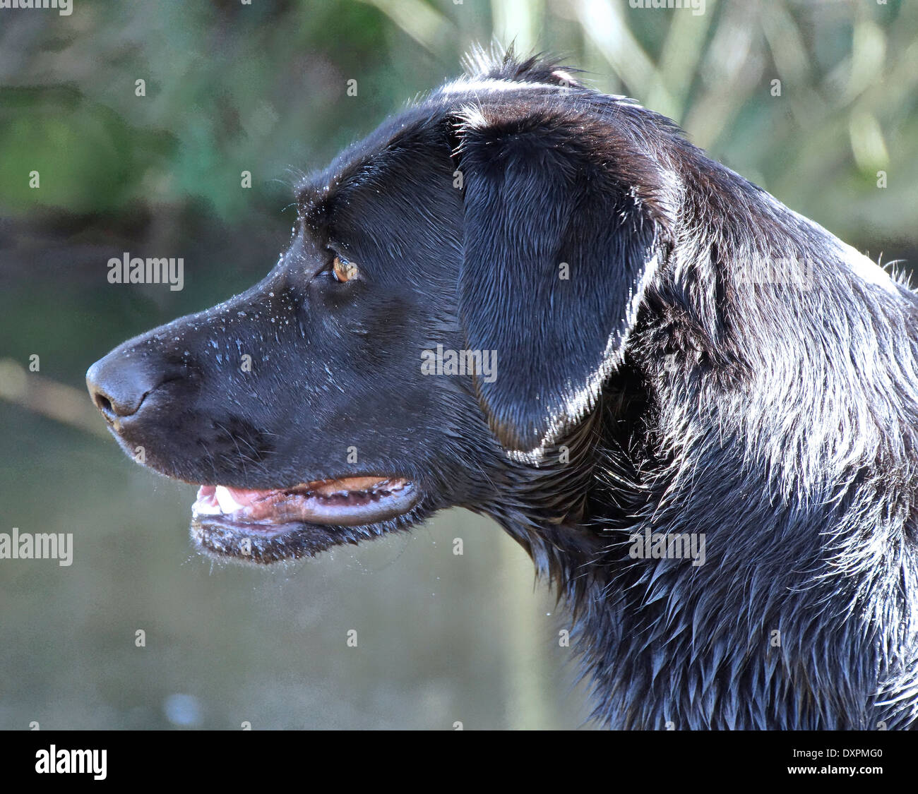 Profilfoto von einem schwarzen Labrador an einem Teich Stockfoto