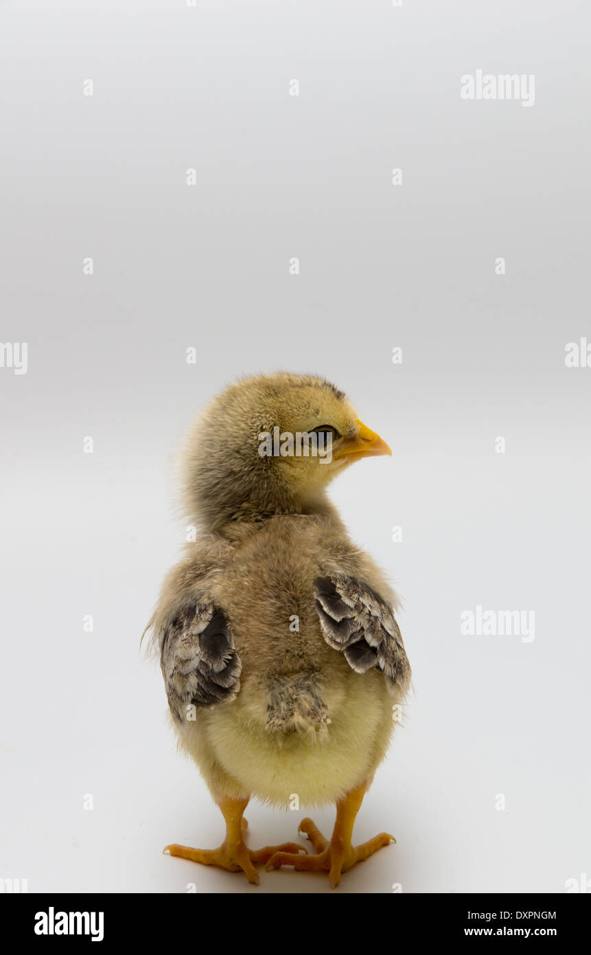 Frühlings-Küken-Porträt IV Stockfoto