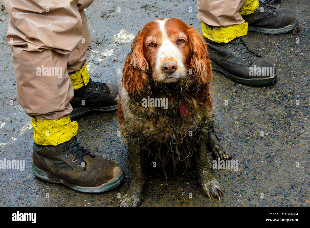 OSO, Washington, USA. 28. März 2014. Suche und Rettung Hund wartet  gewaschen werden, nach der Arbeit im Schlamm Opfer eines massiven  Erdrutsches zu suchen, die mindestens 28 Menschen getötet und vernichtet ein