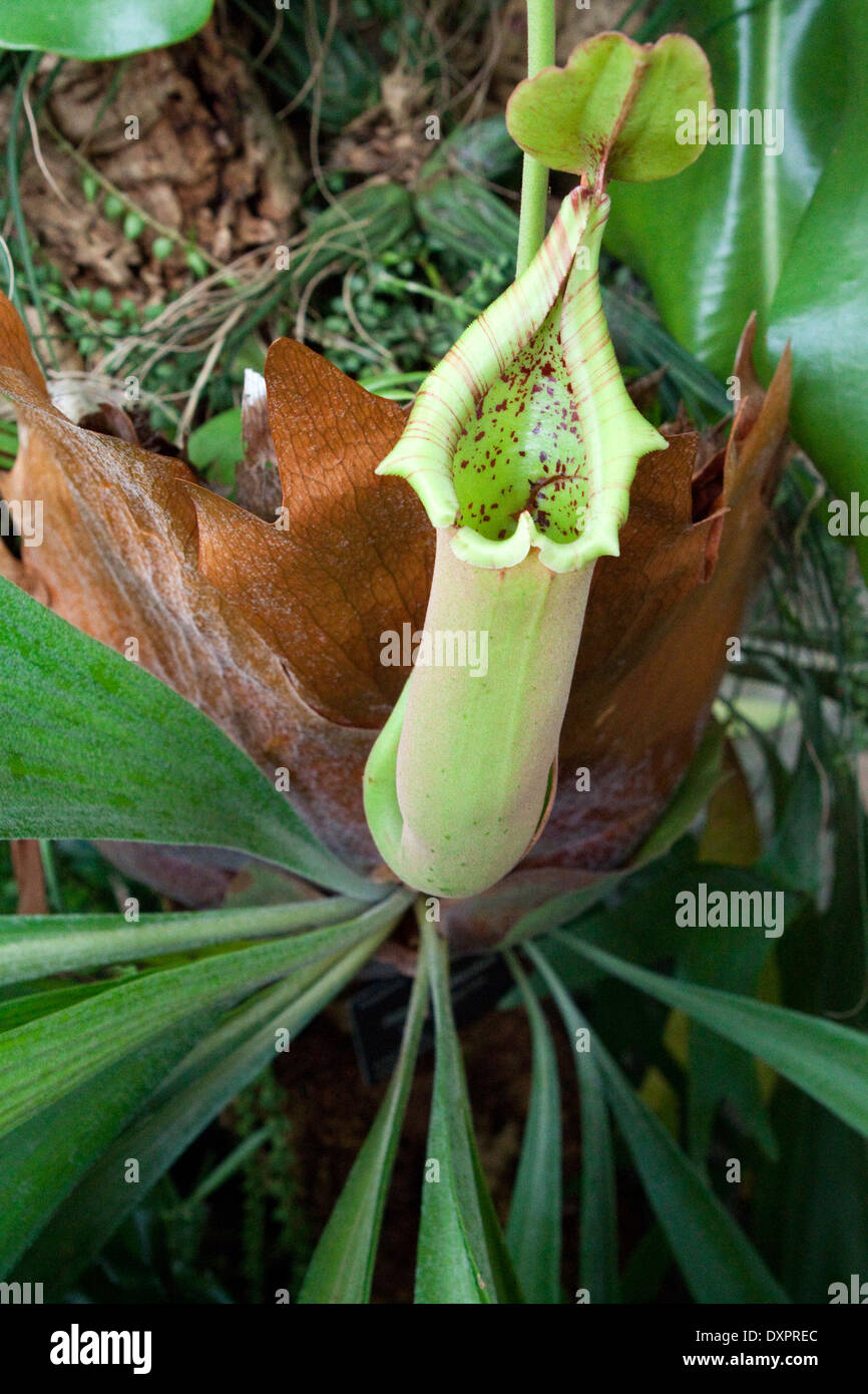 Schlauchpflanze, Sarracenia SP., eine insektenfressende Pflanze, die wächst in sumpfigen Gebieten Stockfoto