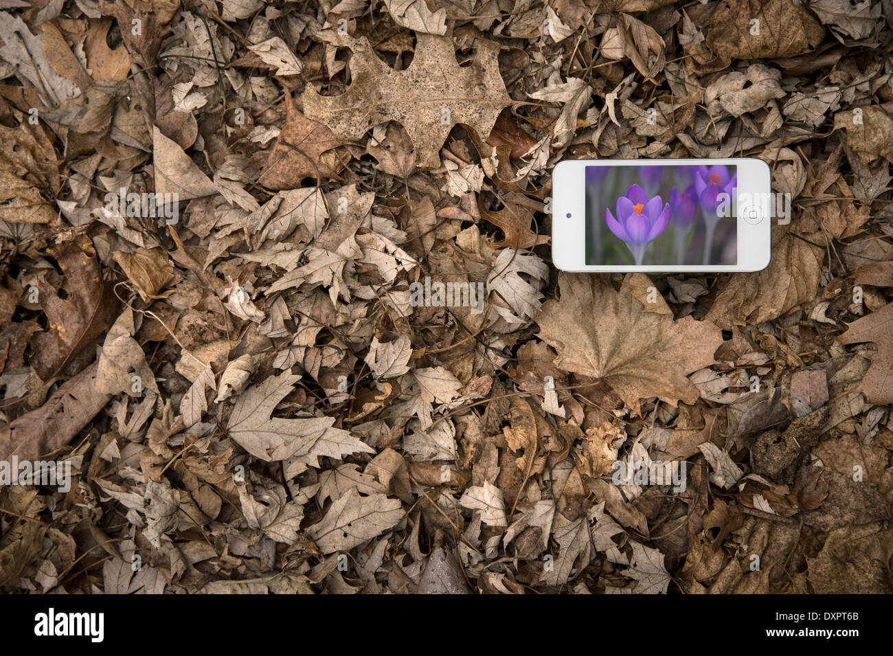 Kontrast der Jahreszeiten Herbst und Frühjahr kontrastieren mit mobiler Technologie Stockfoto