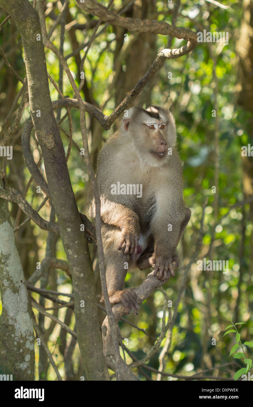 Zopf macaque Stockfoto