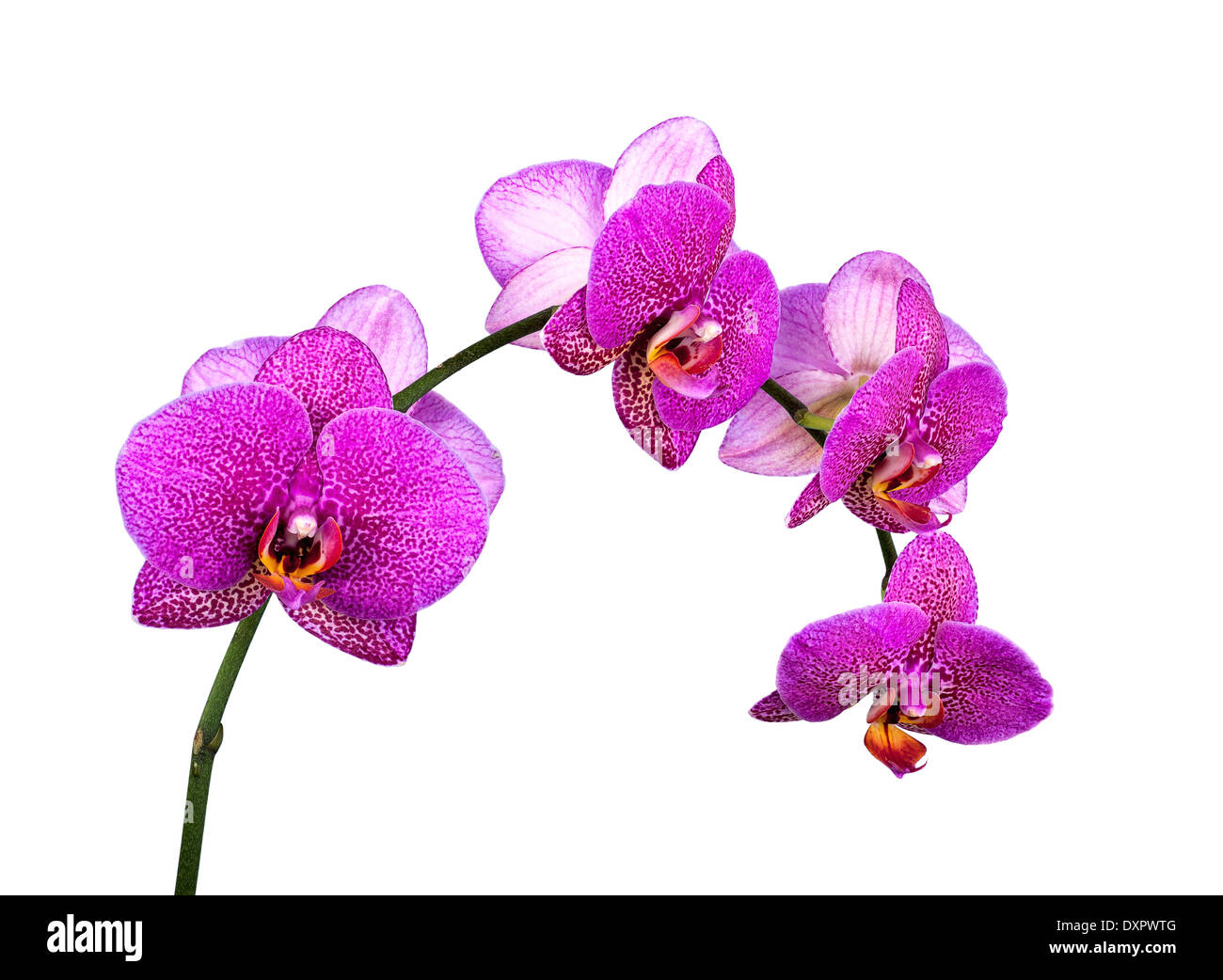 Violette Orchideen Closeup auf dem weißen Hintergrund Stockfoto