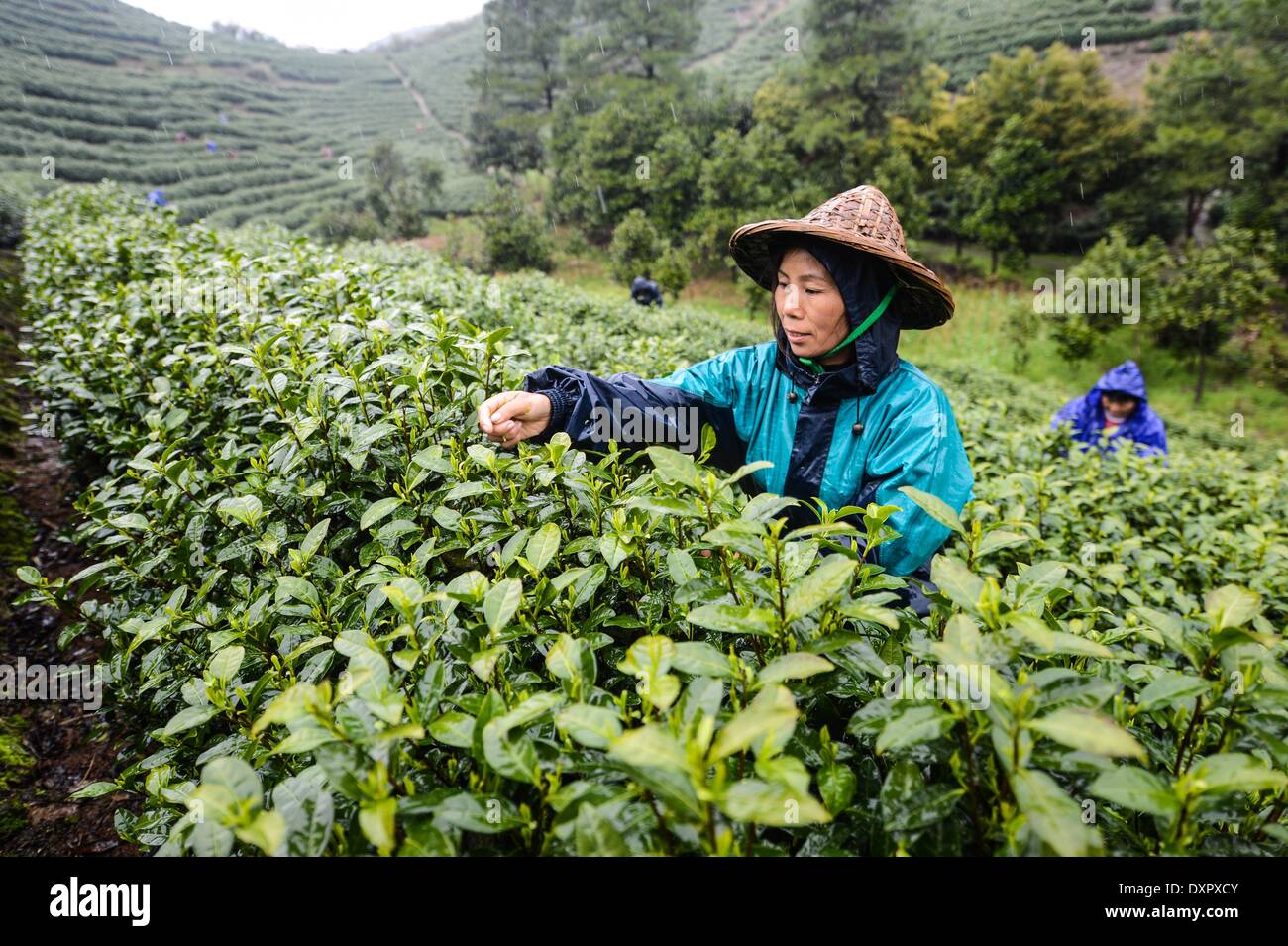 Huzhou, China Zhejiang Provinz. 29. März 2014. Ein Landwirt nimmt Teeblätter auf einer Teeplantage in Miaoxi Stadt Huzhou Stadt, Ost-China Zhejiang Provinz, 29. März 2014. © Xu Yu/Xinhua/Alamy Live-Nachrichten Stockfoto