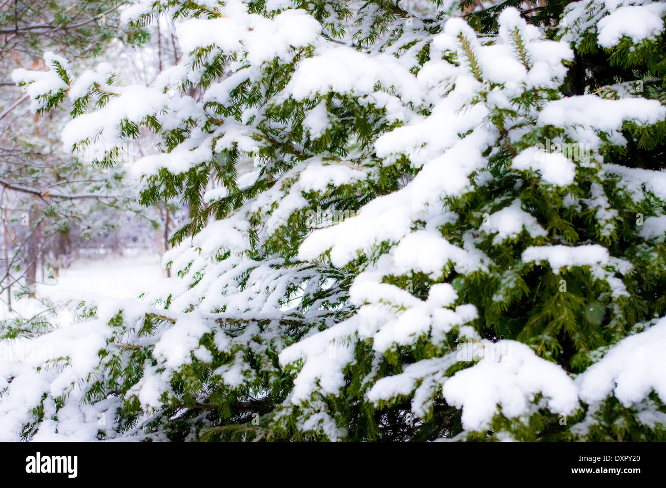 Nadelbaum, Fichte, Kiefer, Tanne, Weihnachtsbaum Äste mit Schnee bedeckt Stockfoto