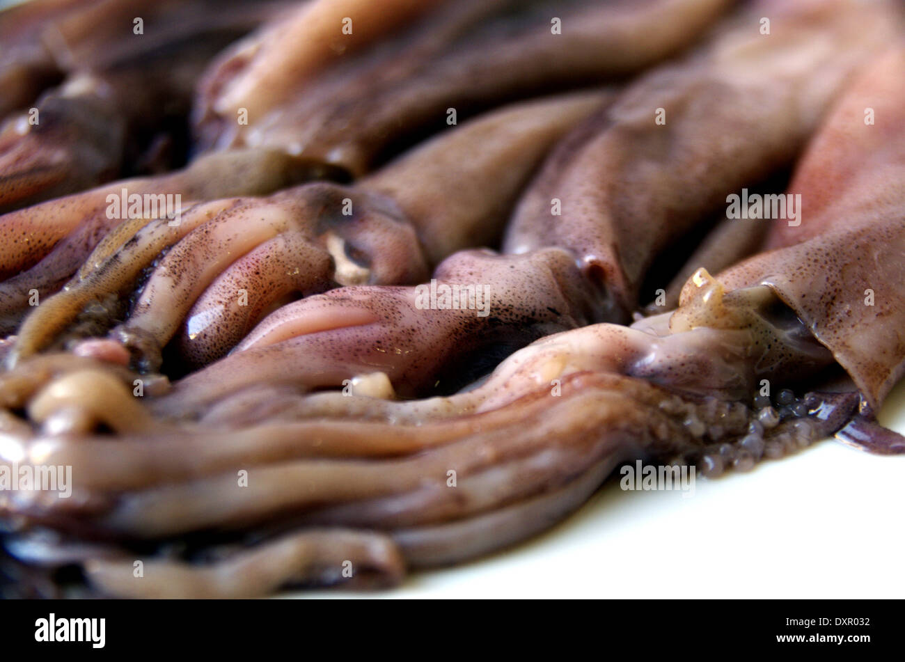 Frisches rohes Tintenfisch isoliert auf den weißen Teller Stockfoto