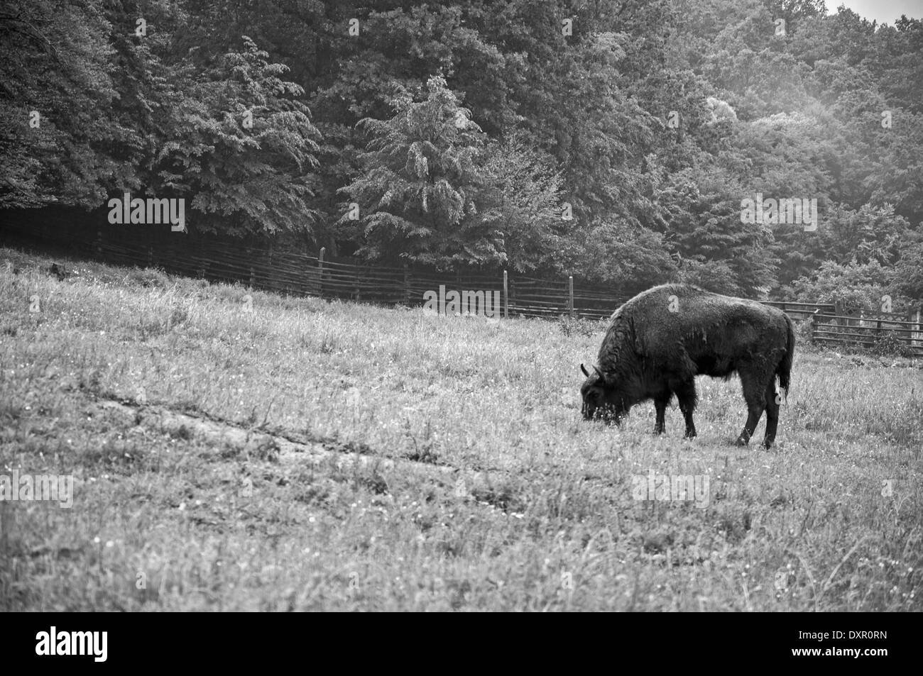 Herde Wisente Stockfoto