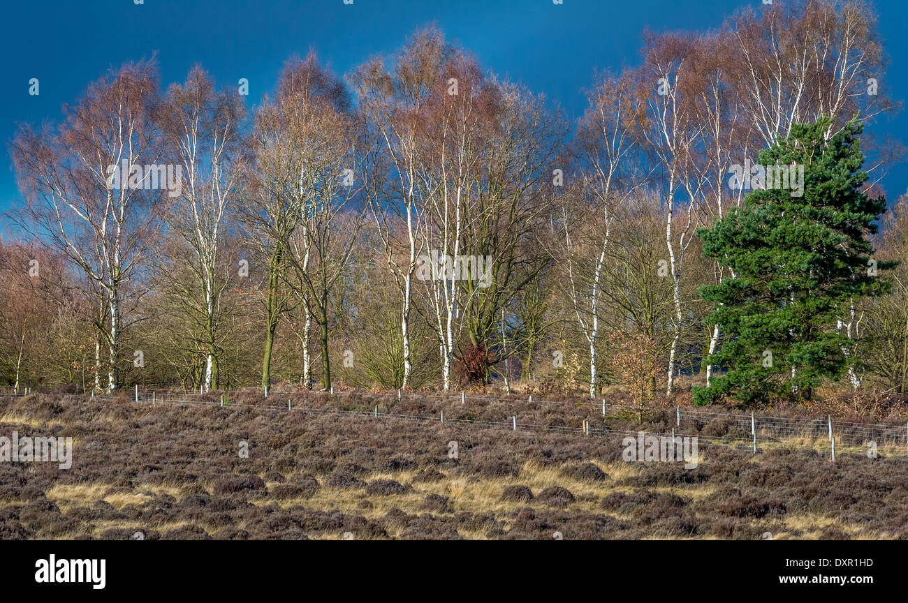 Reifen Sie Silber Birken am Rande des gemeinsamen Heide im Sherwood Forest. Stockfoto