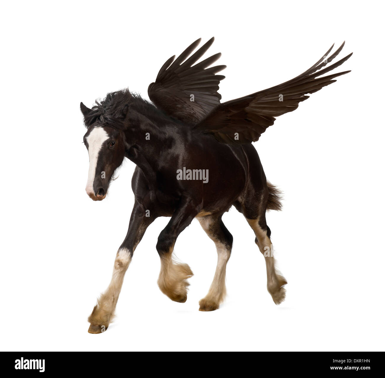Geflügelte Hengst (Pegasus) im Galopp vor weißem Hintergrund Stockfoto Geflügelte Hengst (Pegasus) im Galopp vor weißem Hintergrund Stockfoto