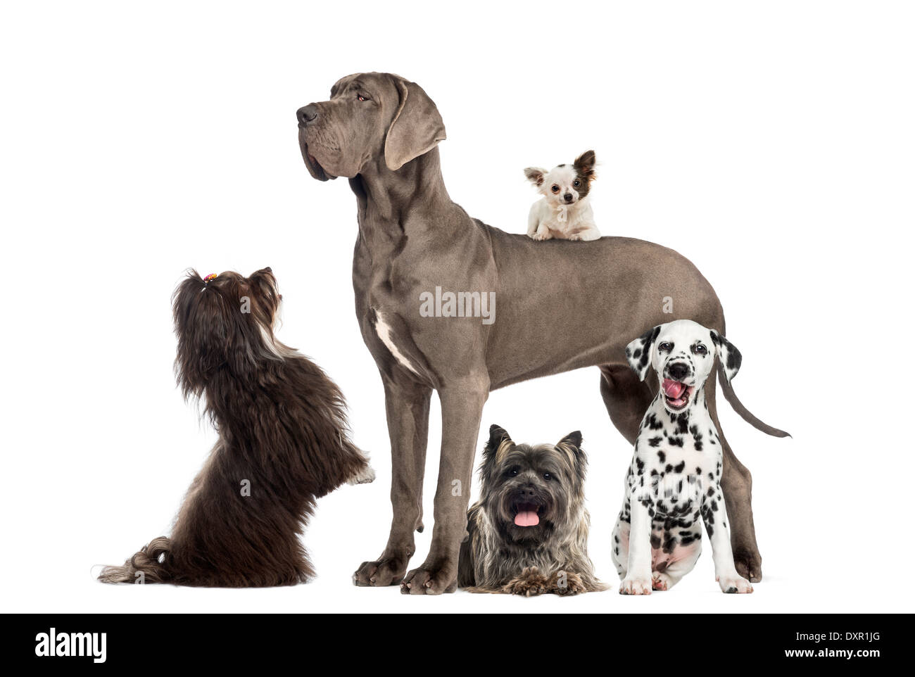 Gruppe von Hunden vor weißem Hintergrund Stockfoto