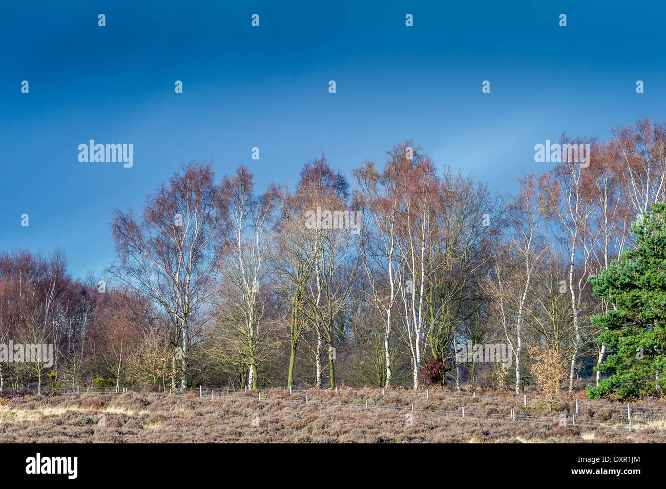Reifen Sie Silber Birken am Rande des gemeinsamen Heide im Sherwood Forest. Stockfoto