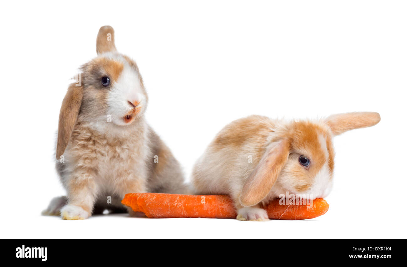 Zwei Satin Mini Lop Kaninchen essen eine Karotte vor weißem Hintergrund Stockfoto