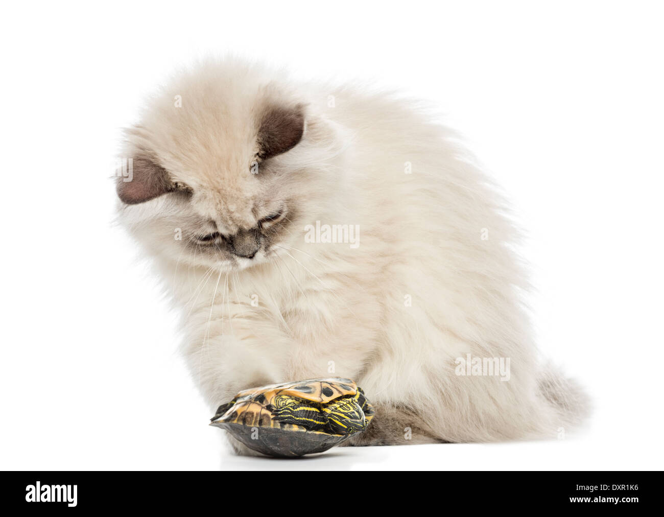 British Longhair Katze spielt mit einem Schieberegler Sumpfschildkröte vor weißem Hintergrund Stockfoto