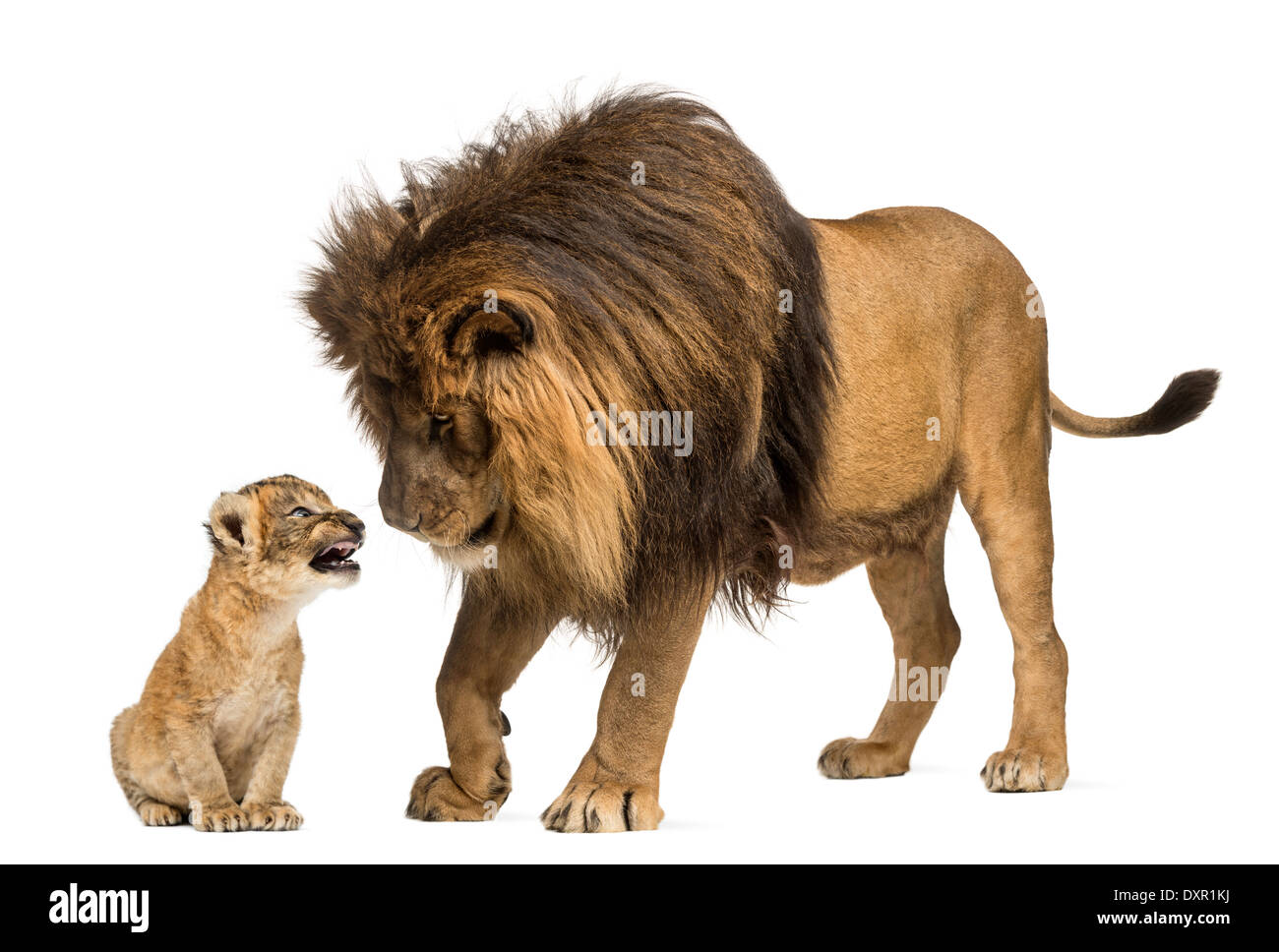 Löwe stehend und suchen ein Löwenjunges vor weißem Hintergrund Stockfoto