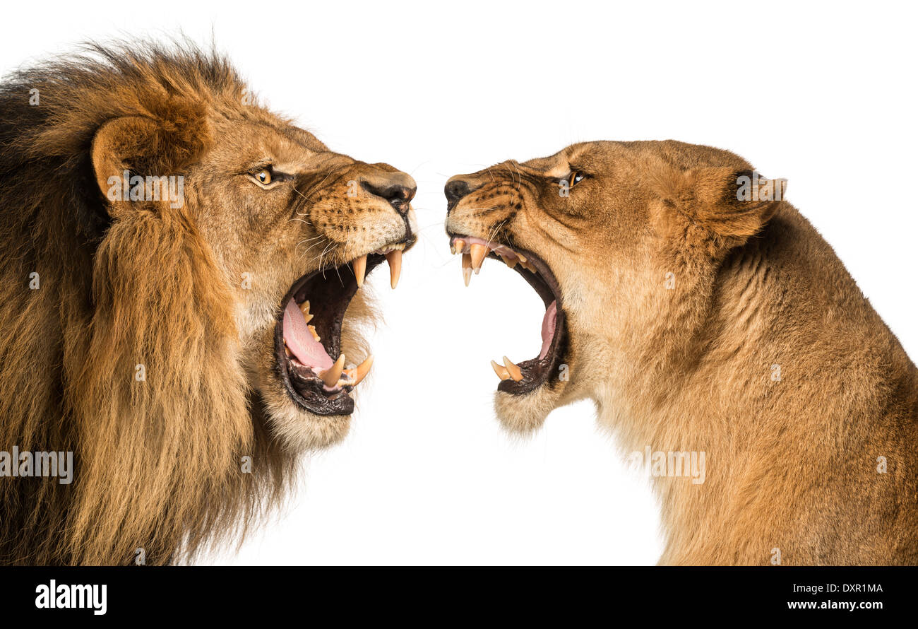 Nahaufnahme von einem Löwe und Löwin brüllen sich gegenseitig vor weißem Hintergrund Stockfoto