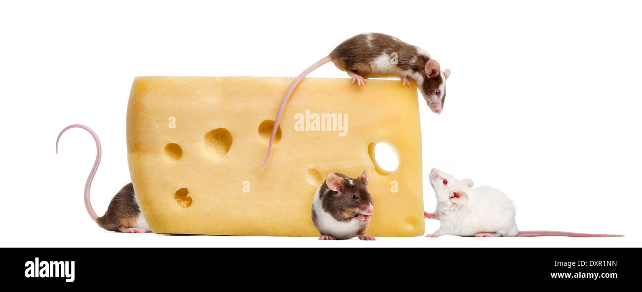 Mäuse auf einem großen Stück Käse, Mus Musculus, vor weißem Hintergrund Stockfoto
