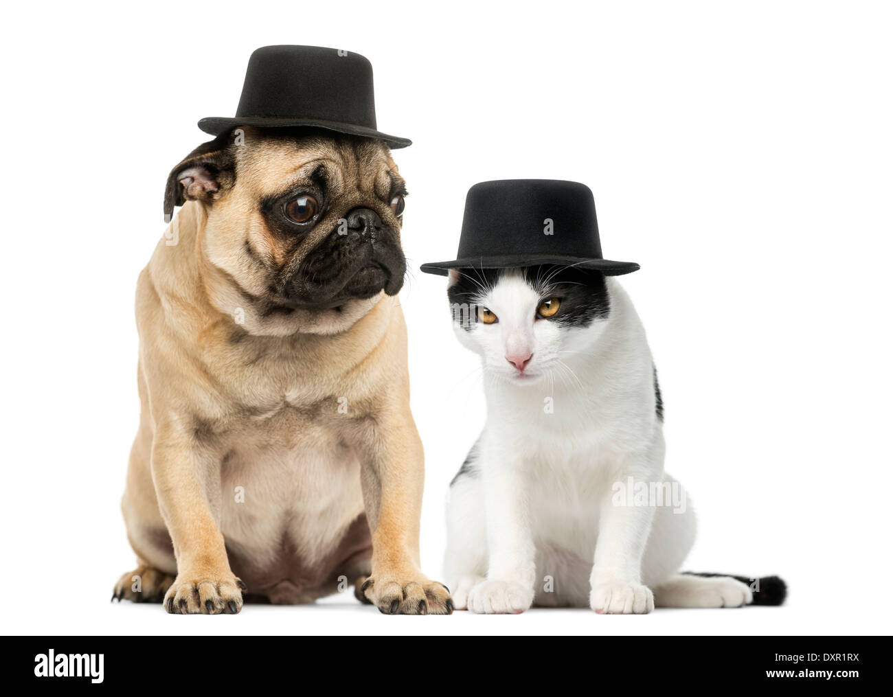 Mops Welpen und Katze tragen einen Zylinderhut auf weißen Hintergrund Stockfoto