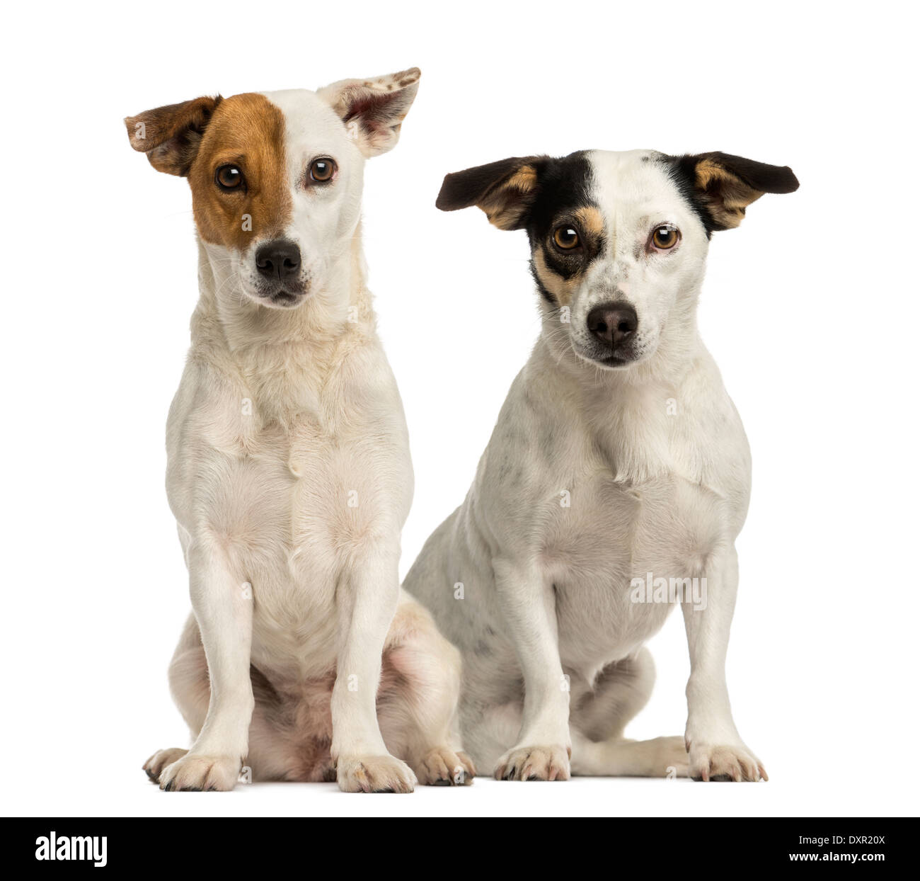 Zwei Jack Russell terrier sitzen und schaut in die Kamera vor weißem Hintergrund Stockfoto