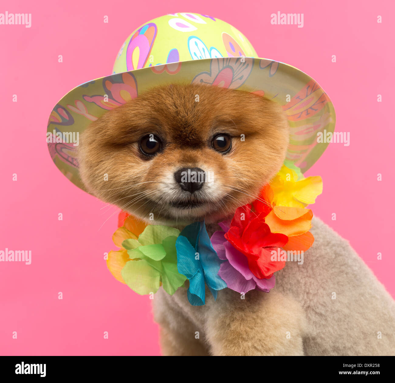 Nahaufnahme eines Pommerschen Hund mit einem farbigen Hut und eine hawaiianische Lei vor einem rosa Hintergrund Stockfoto