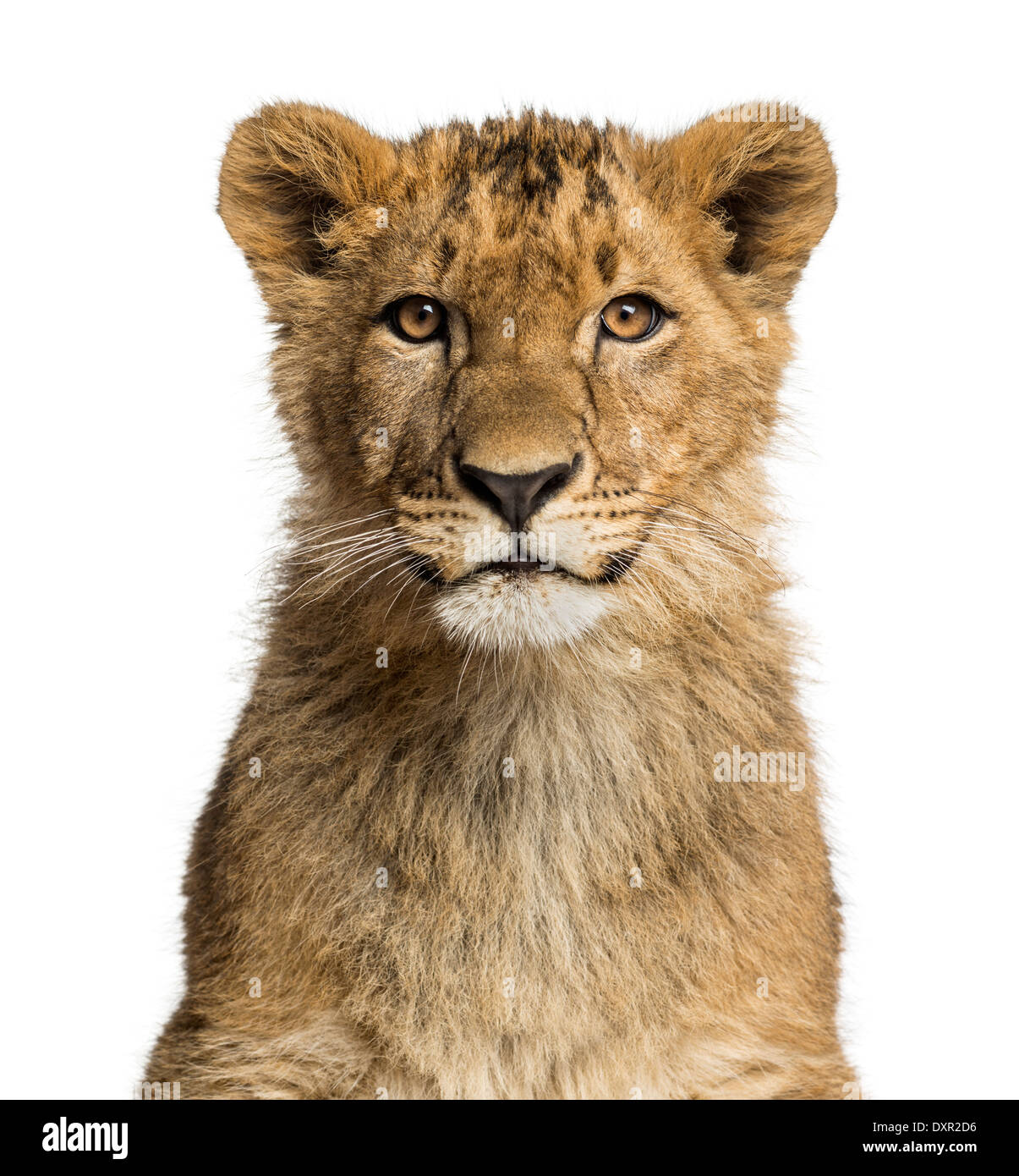 Ein Blick in die Kamera vor weißem Hintergrund Löwenjunges in Nahaufnahme Stockfoto